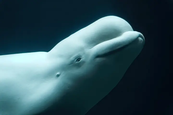 Beluga whale surfacing in the water near Churchill