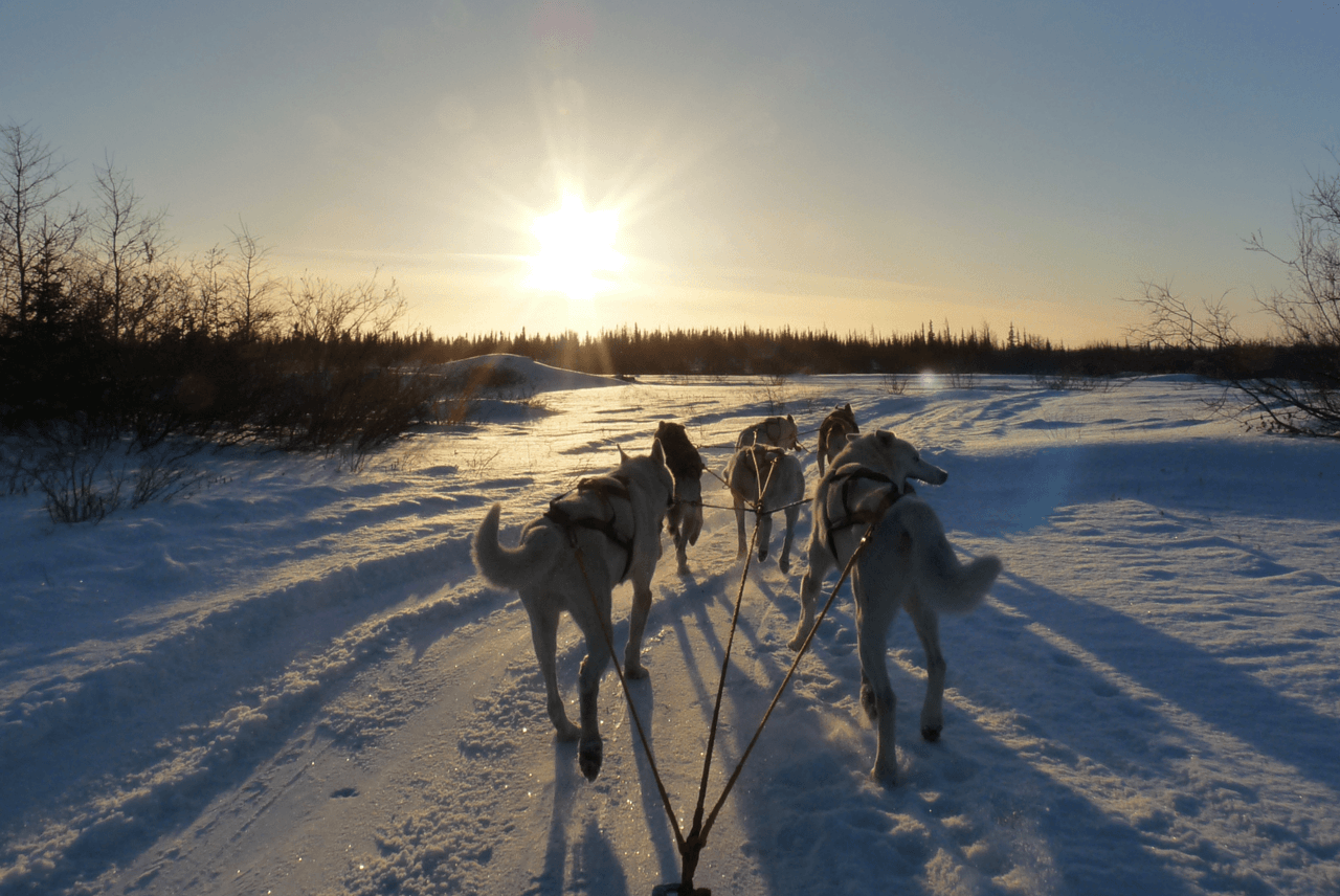 A dog sled team traveling through a snowy landscape