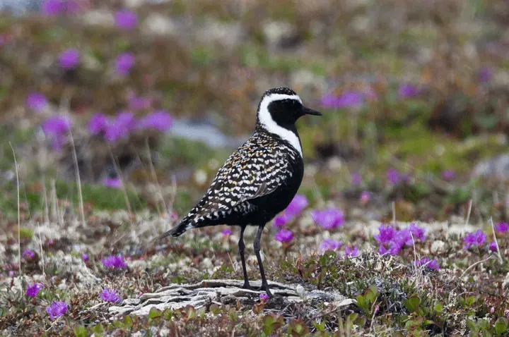 Plover bird in a northern landscape
