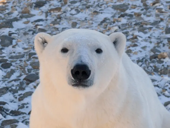 Polar bear walking across tundra near Churchill
